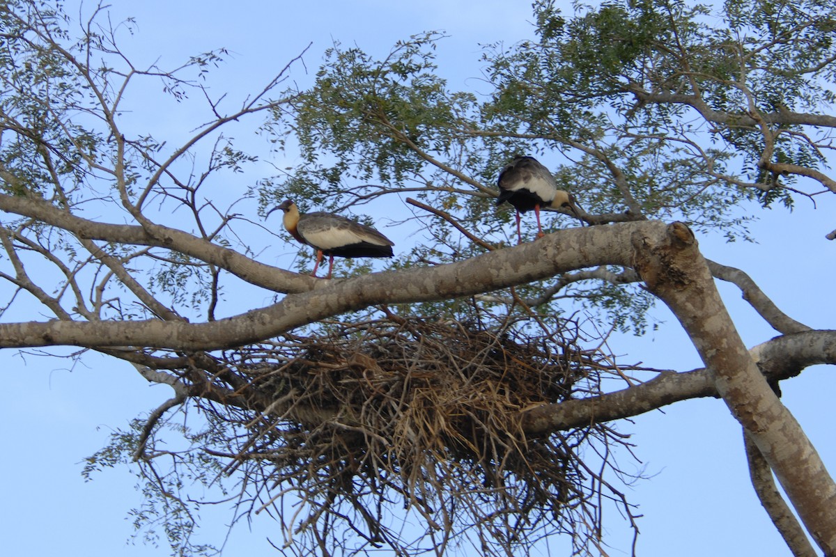 ibis bělokřídlý - ML139124501