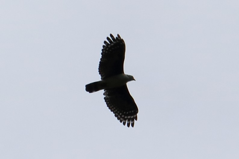 Gray-headed Kite - ML139124591