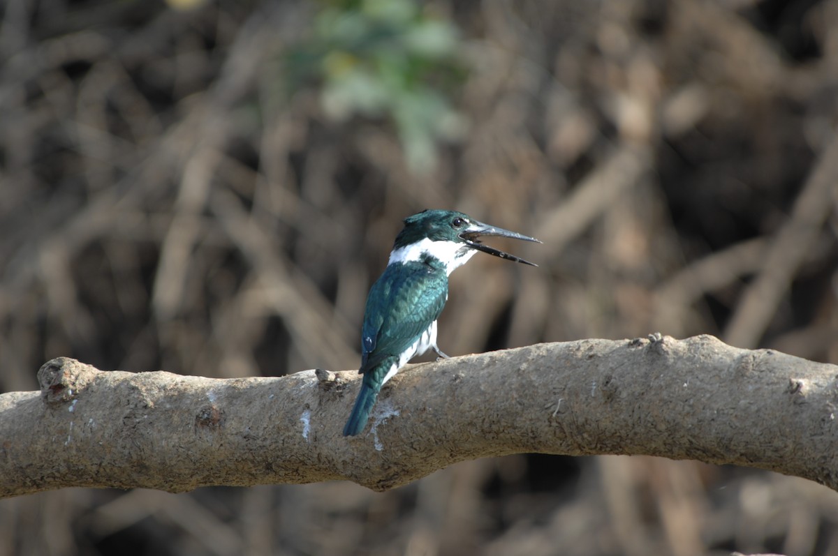 Amazon Kingfisher - Charles Shaffer