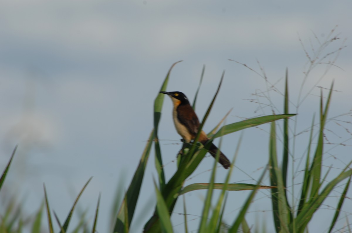 Black-capped Donacobius - ML139125701