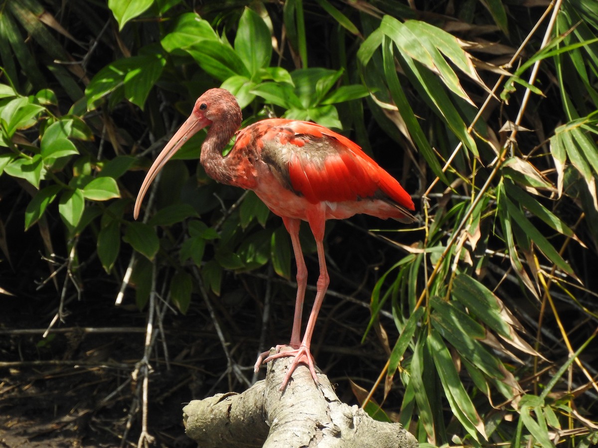 ibis rudý - ML139126161