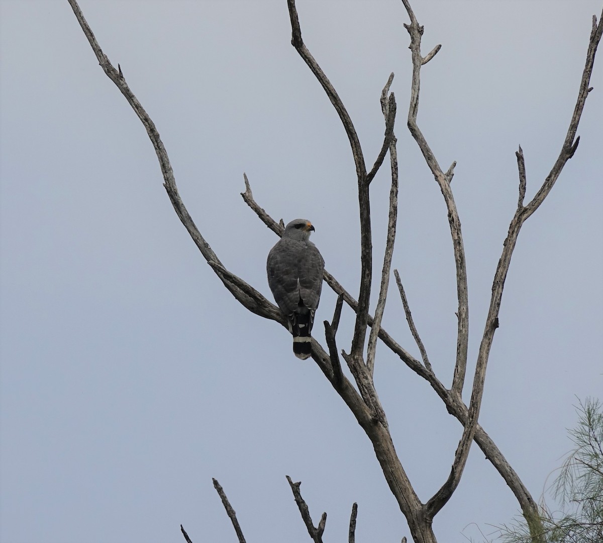 Gray Hawk - Daniel Perales