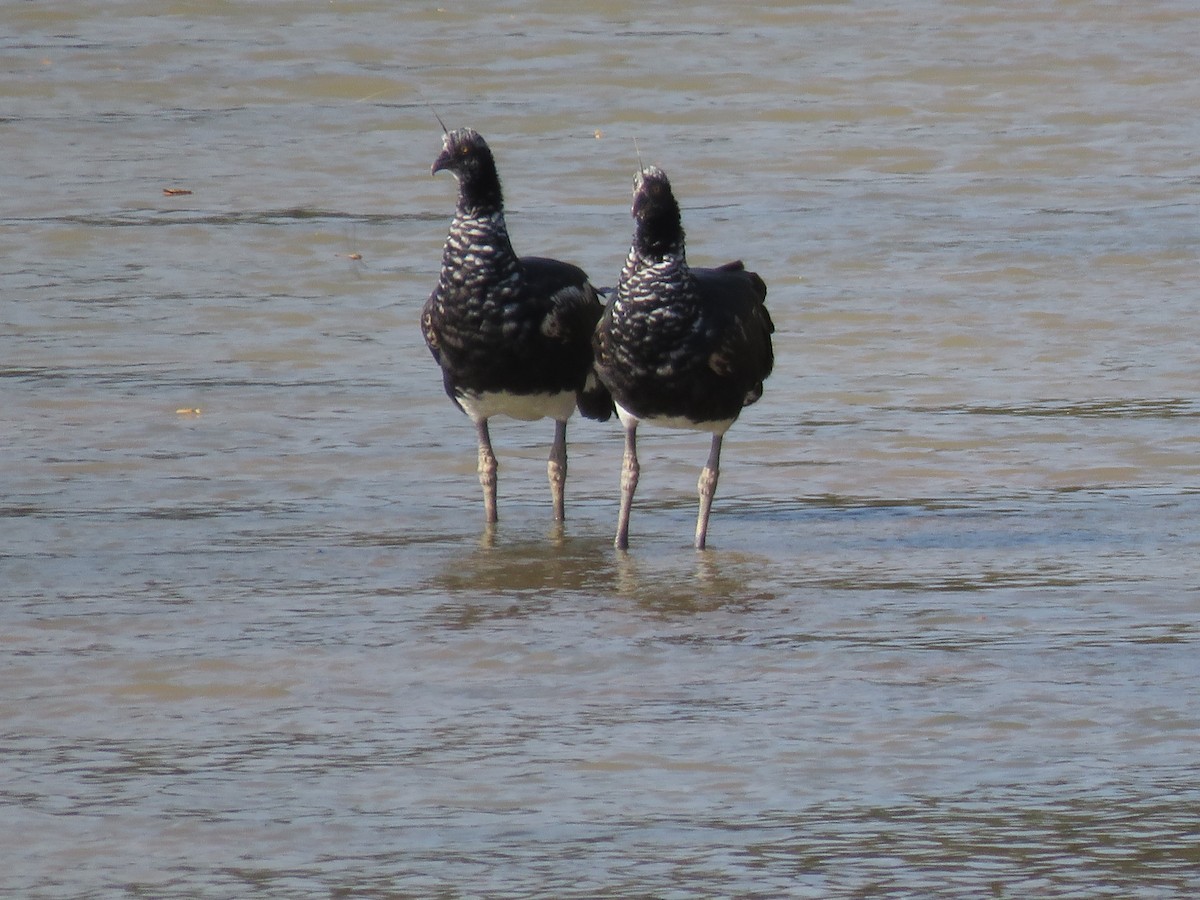 Horned Screamer - ML139126331