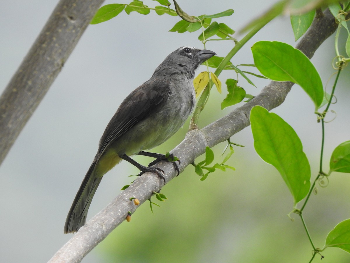 Olive-gray Saltator - Joana De Rivero