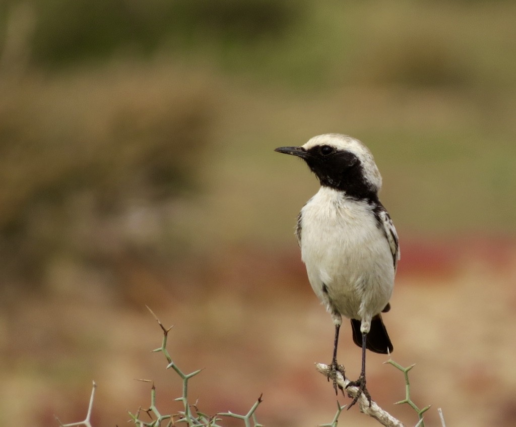 Red-rumped Wheatear - ML139127231