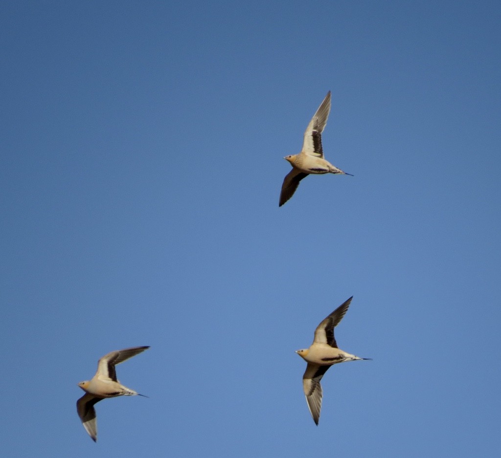 Spotted Sandgrouse - ML139127571