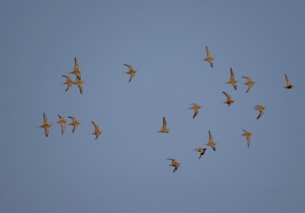 Spotted Sandgrouse - ML139127631