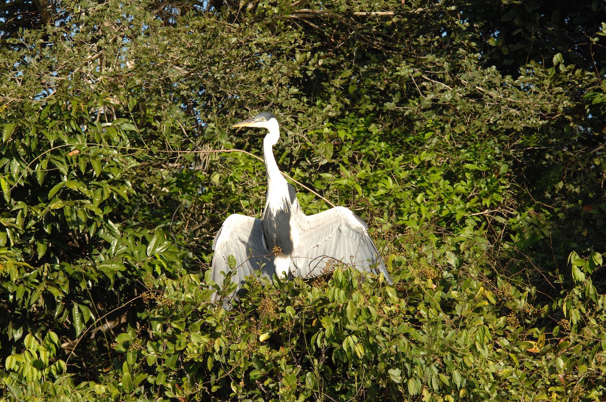 Cocoi Heron - Charles Shaffer