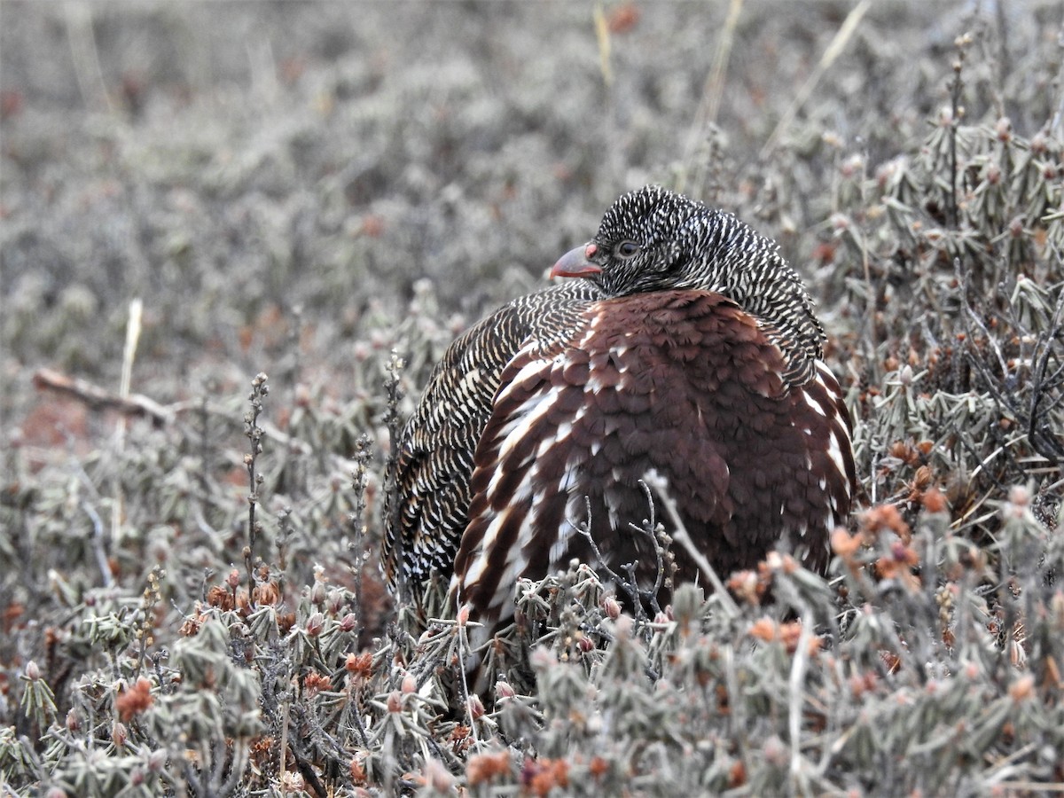 Snow Partridge - ML139128861