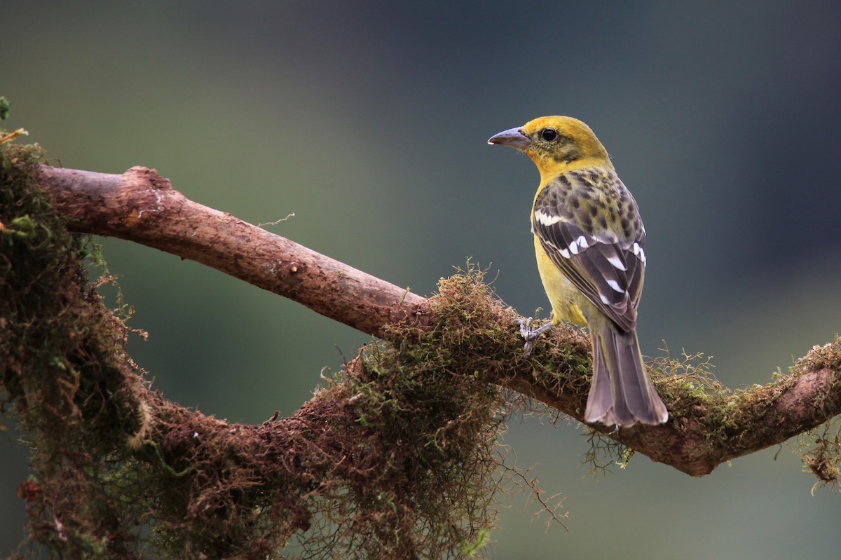 Flame-colored Tanager - ML139129501