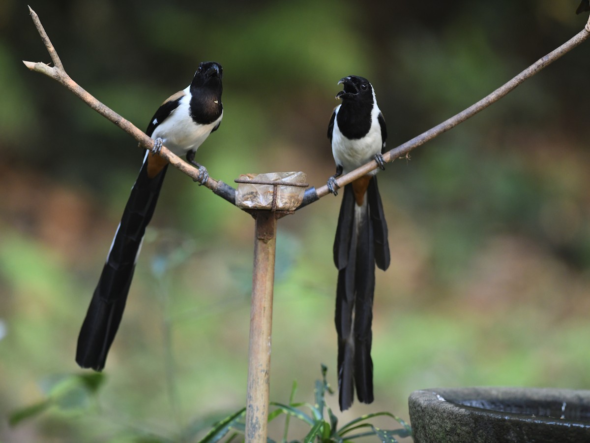 White-bellied Treepie - Alan Van Norman