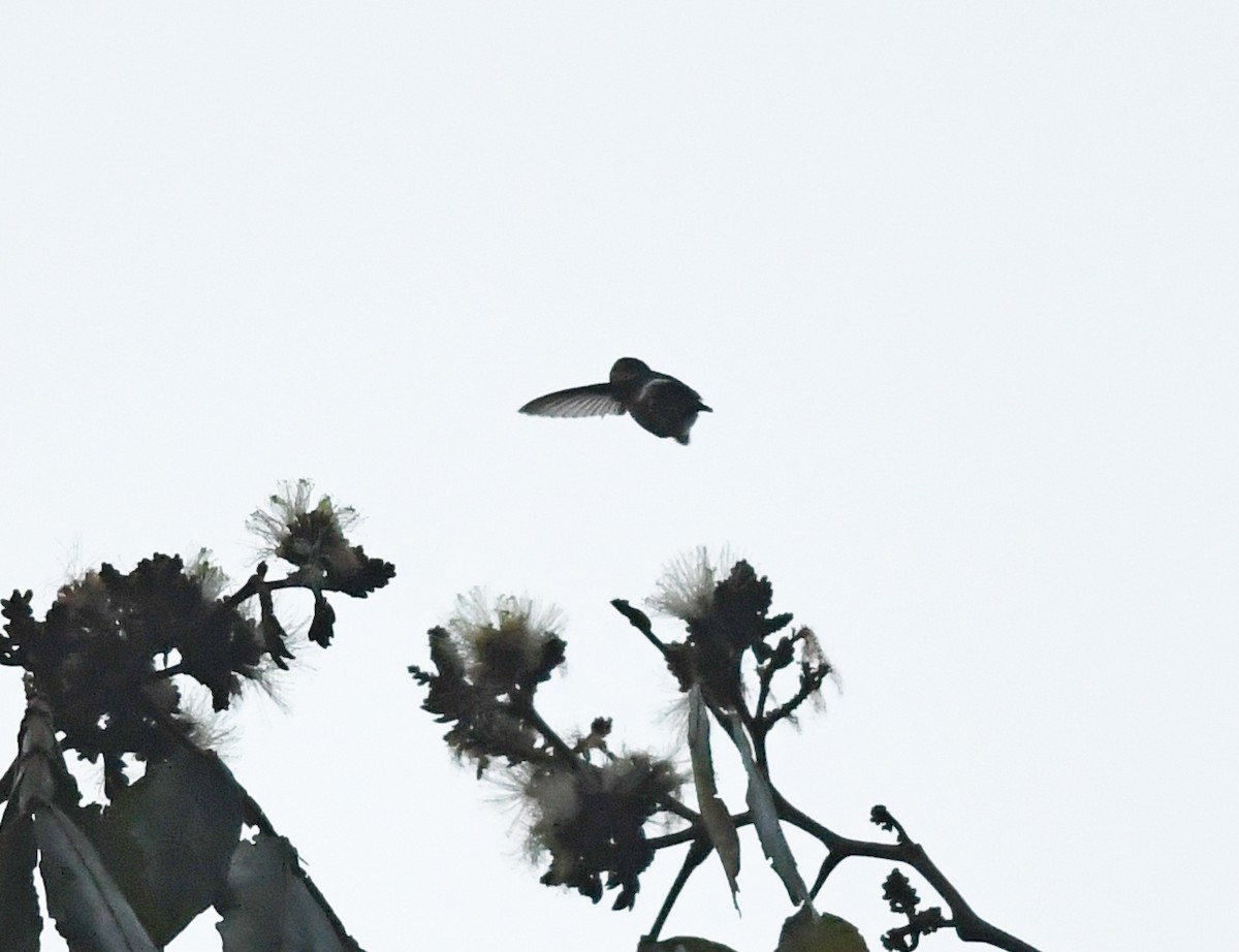 Sparkling-tailed Hummingbird - ML139131061