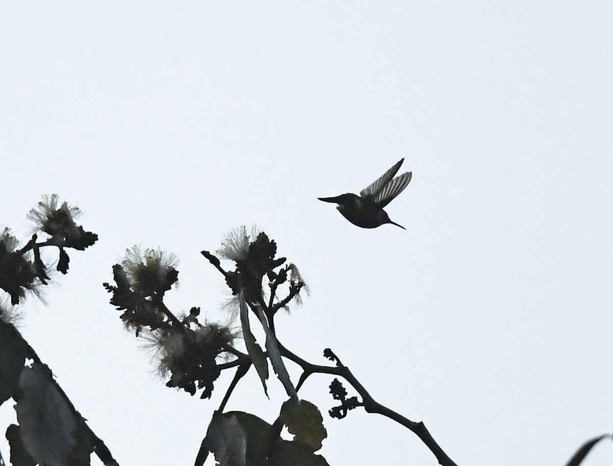 Colibrí de Dupont - ML139131141