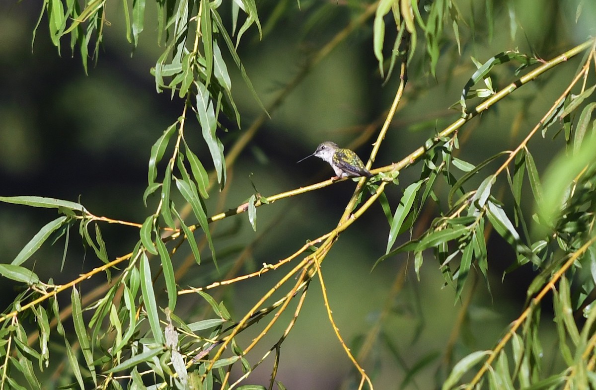 Ruby-throated Hummingbird - ML139131241