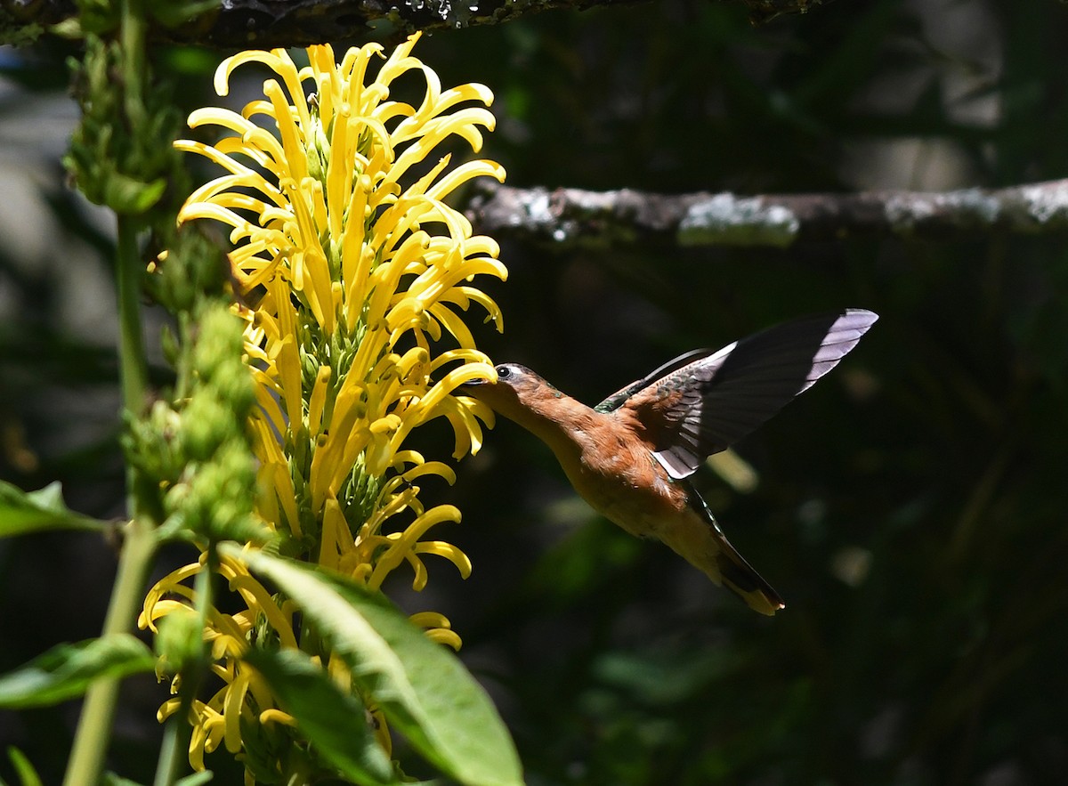 Rufous Sabrewing - ML139131281