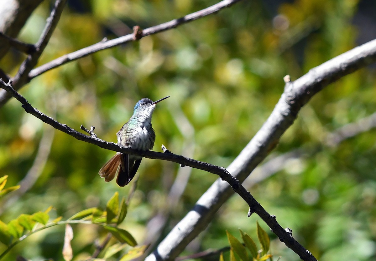 Azure-crowned Hummingbird (Azure-crowned) - ML139131321