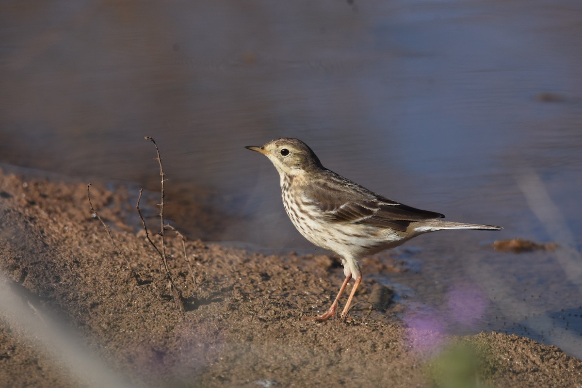 American Pipit (japonicus) - Giora Leitner