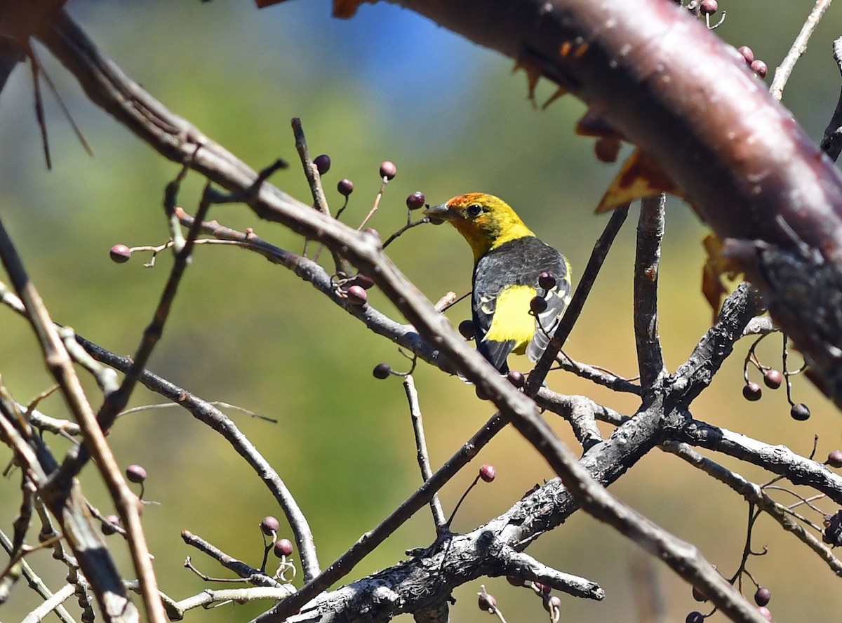 Western Tanager - ML139131401