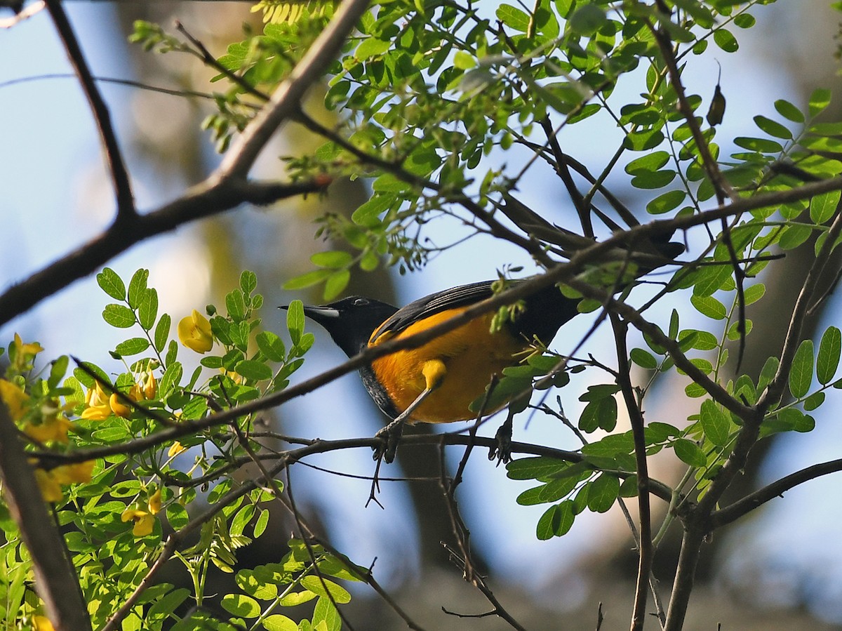 Black-vented Oriole - ML139131471