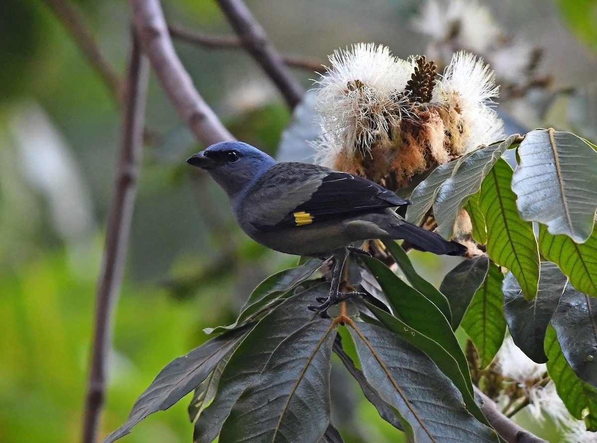 Yellow-winged Tanager - ML139131541