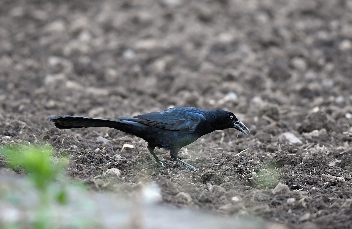 Great-tailed Grackle - ML139131621