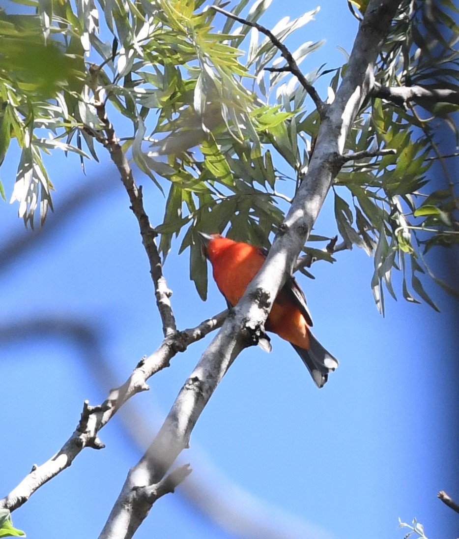 Flame-colored Tanager - ML139132701