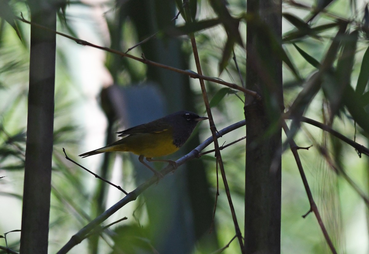 MacGillivray's Warbler - ML139132751