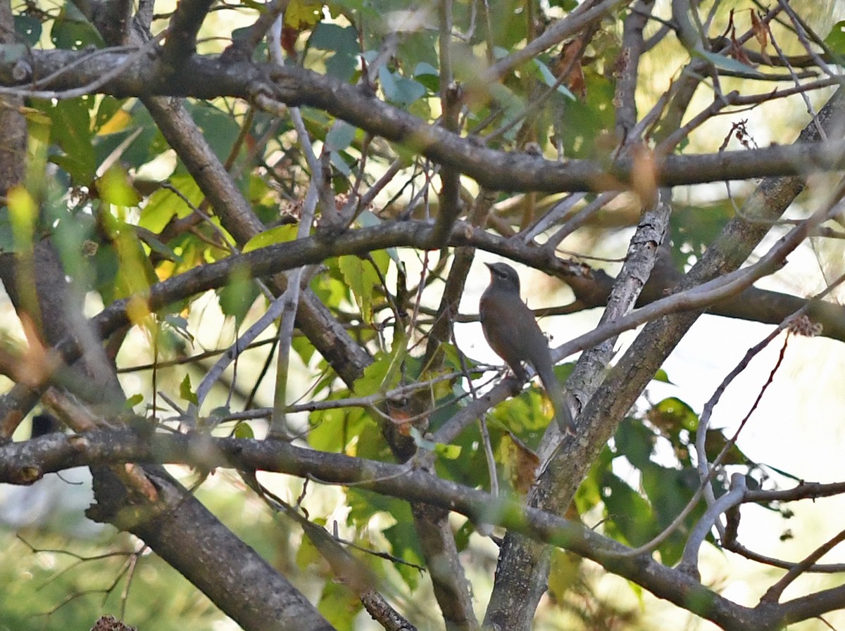 Brown-backed Solitaire - ML139133371