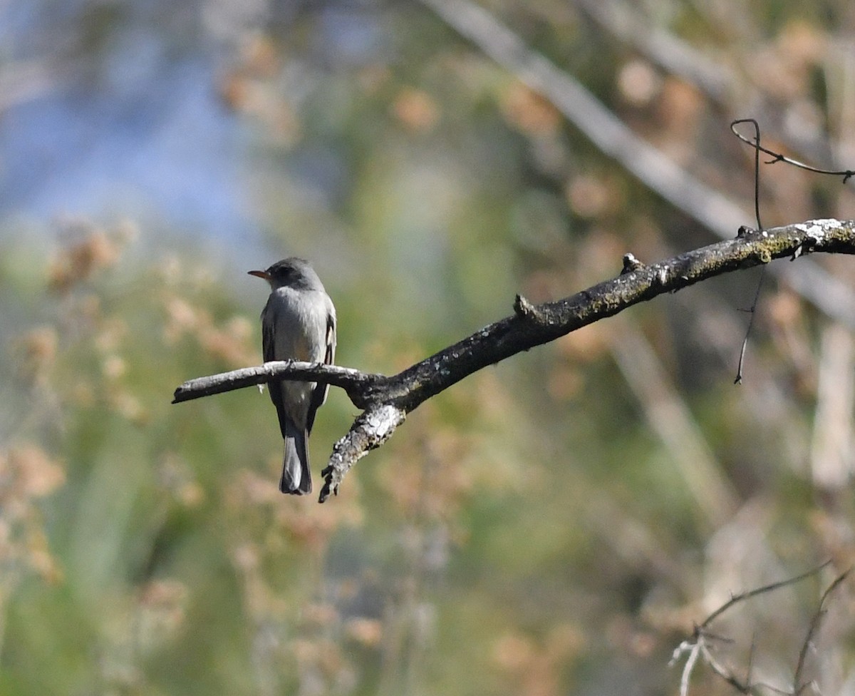Greater Pewee - ML139133771