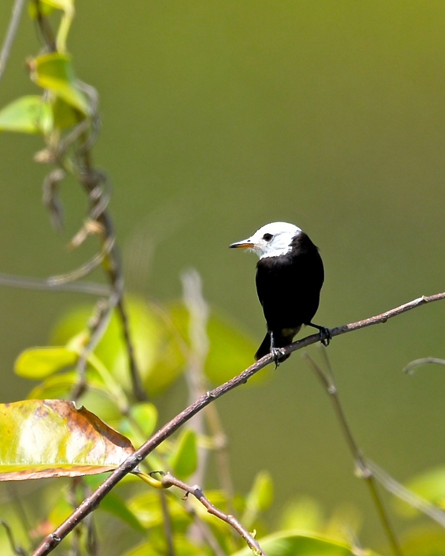 White-headed Marsh Tyrant - ML139135151