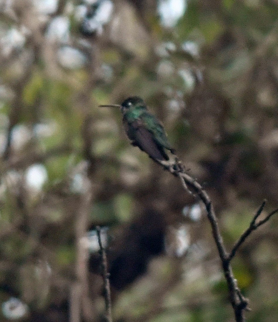 Rivoli's Hummingbird - ML139135321