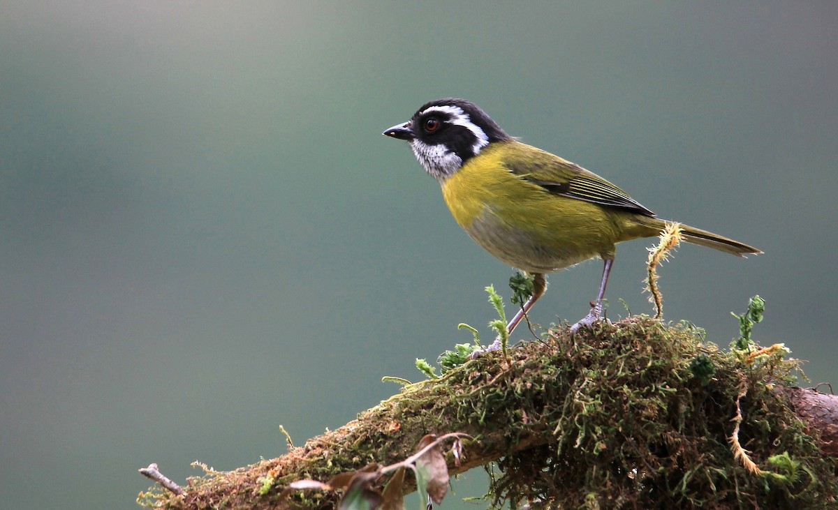 Sooty-capped Chlorospingus - ML139135631