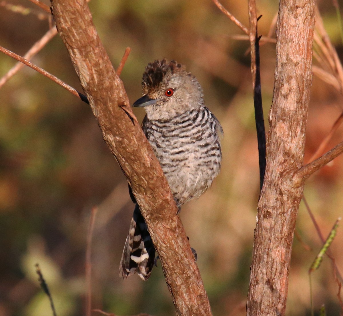 Rufous-winged Antshrike - Cesar Lacerda
