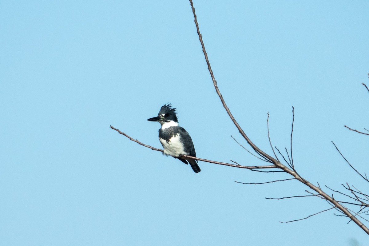 Belted Kingfisher - Laura Berkelman