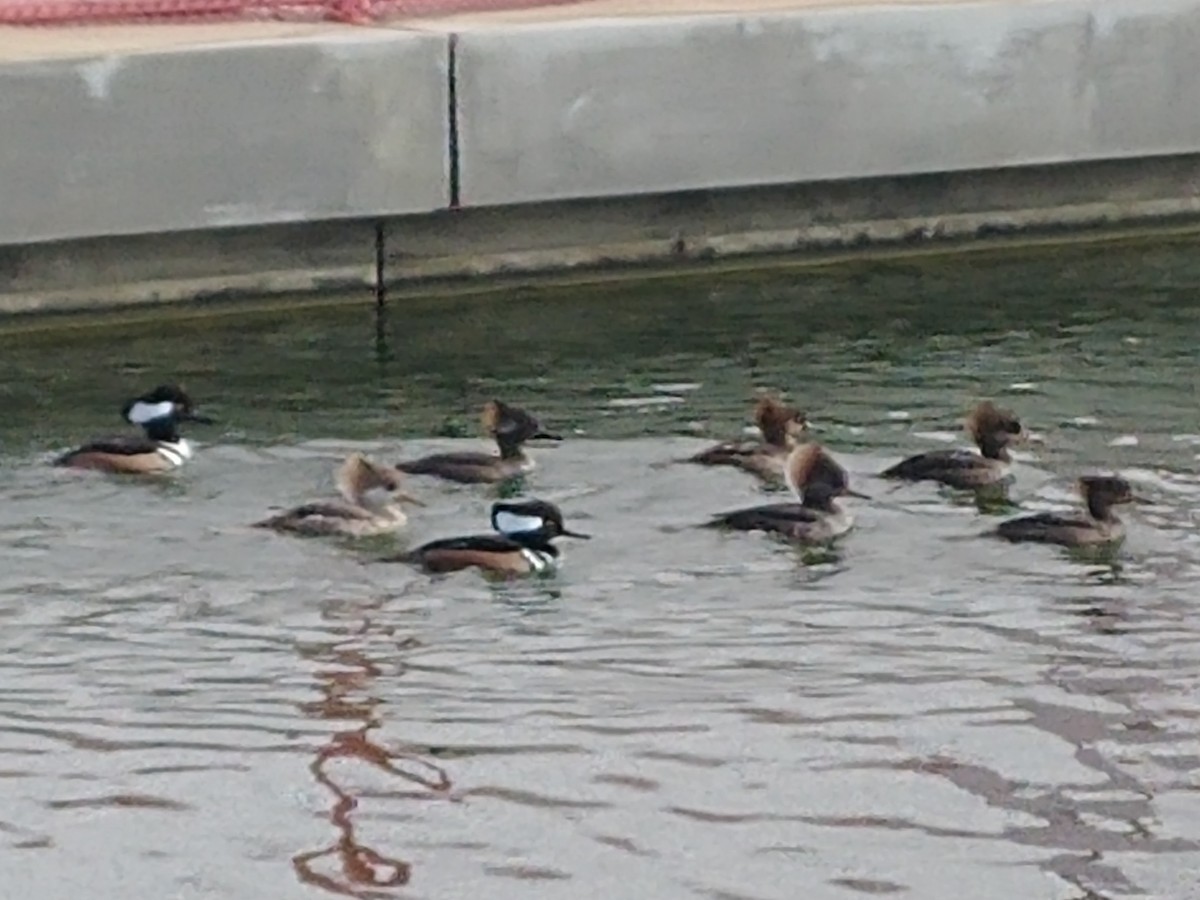 Hooded Merganser - ML139137621