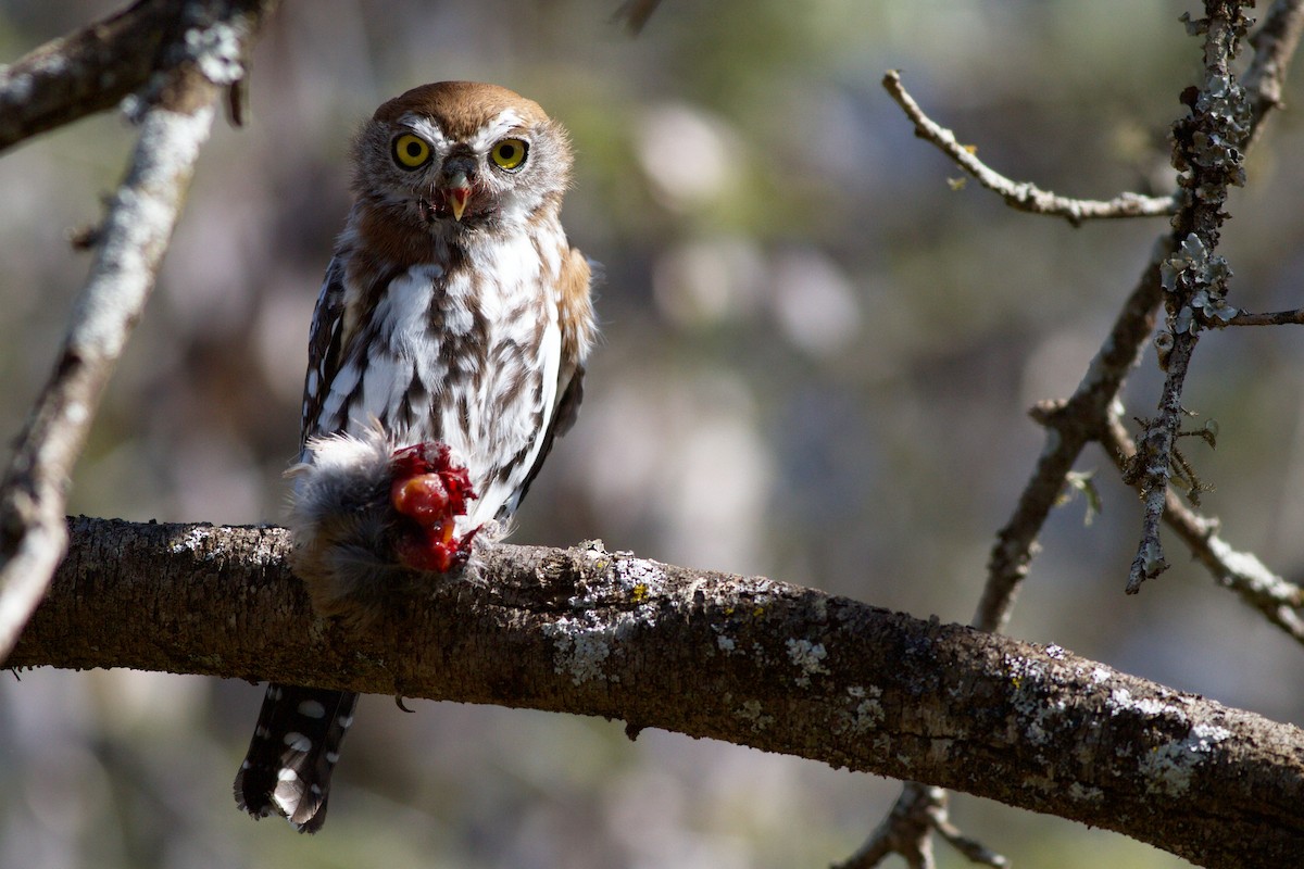 Pearl-spotted Owlet - ML139138151