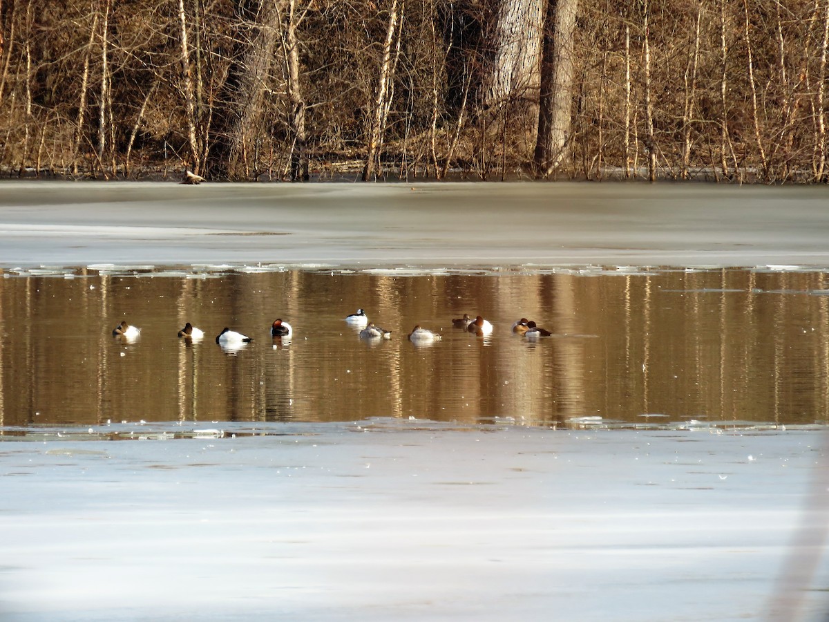 Bufflehead - ML139140901