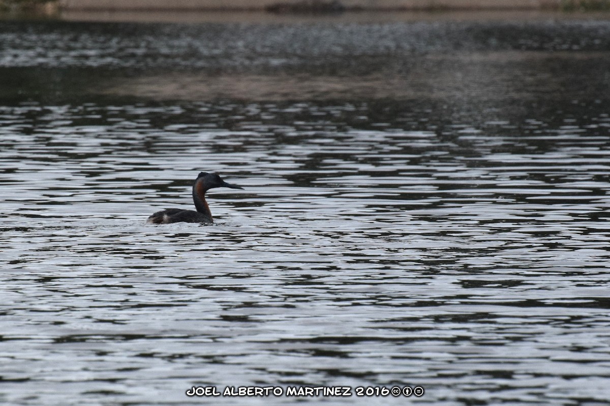 Great Grebe - ML139141221