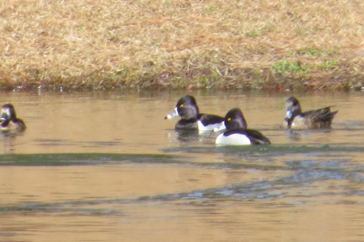 Ring-necked Duck - ML139141591