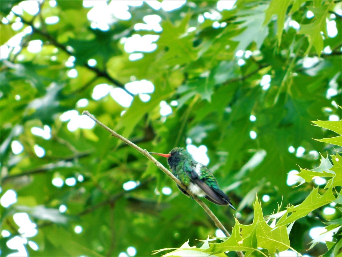 kolibřík lesklobřichý - ML139141891