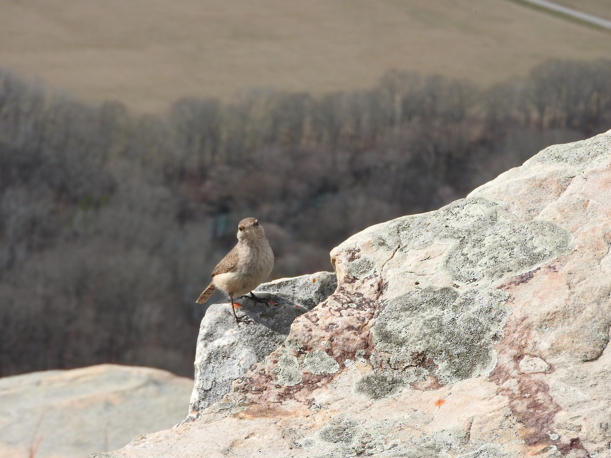 Rock Wren - Laura Davis