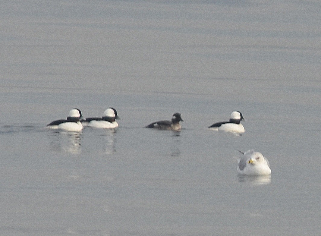 Bufflehead - ML139142501