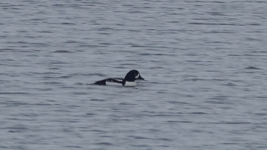 Barrow's Goldeneye - ML139142551