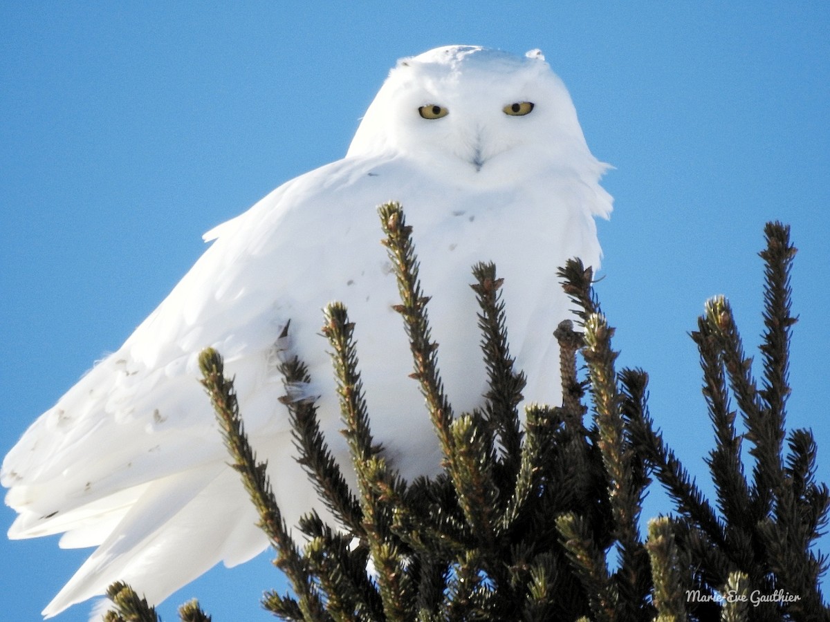 Snowy Owl - ML139142781