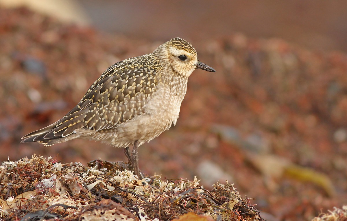 American Golden-Plover - ML139142851