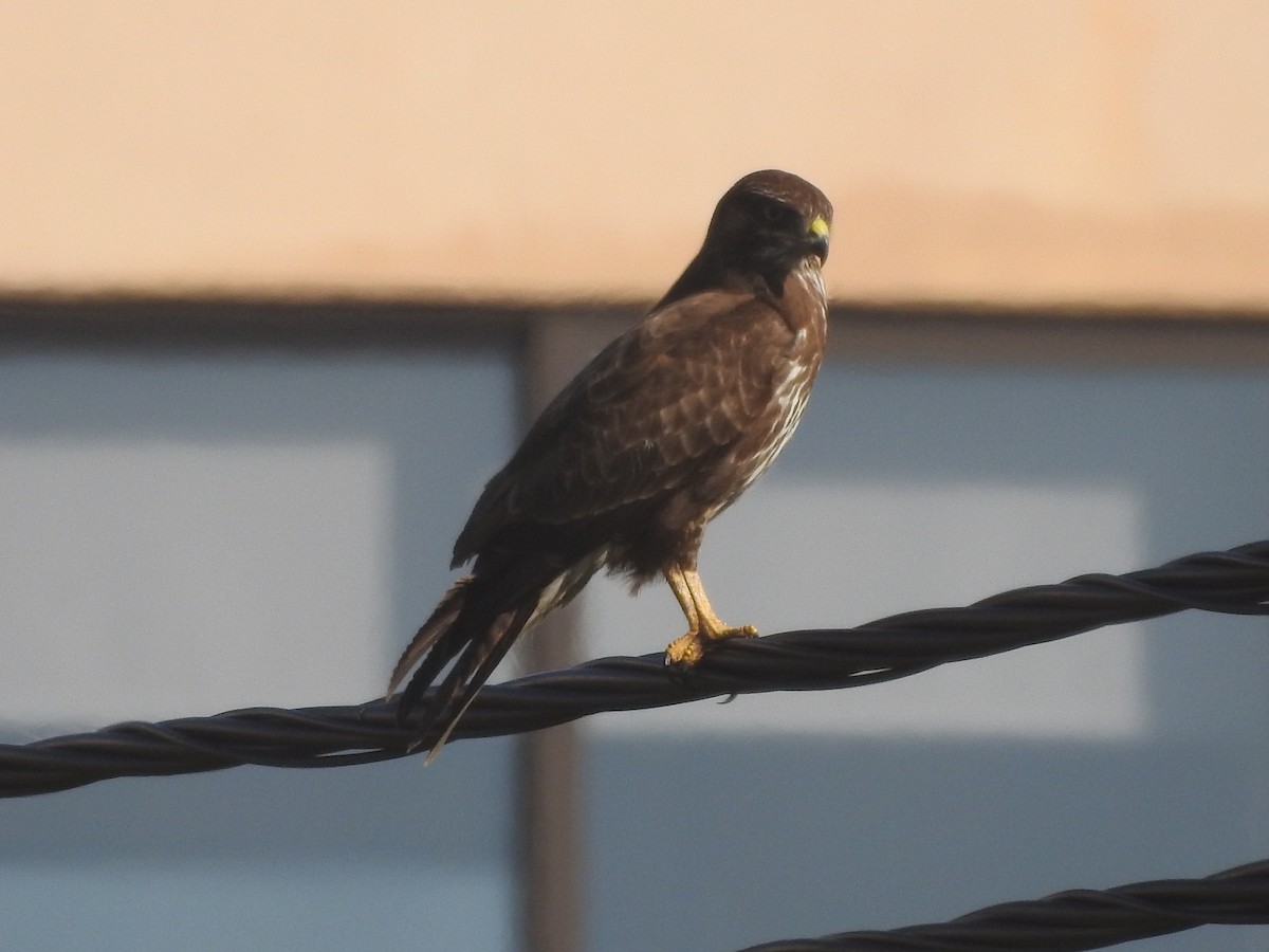 Common Buzzard - ML139143371