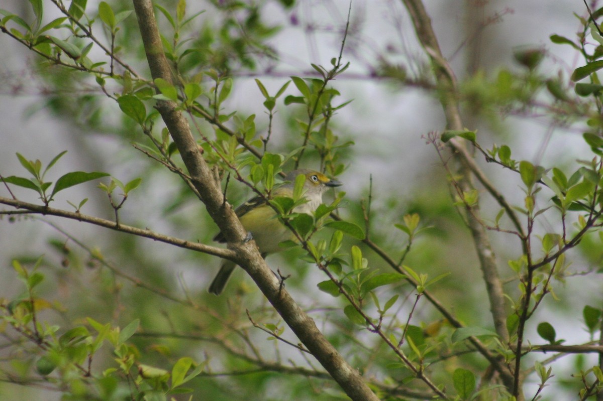 White-eyed Vireo - ML139144571