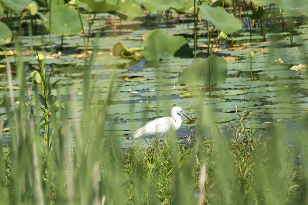 Snowy Egret - ML139145461