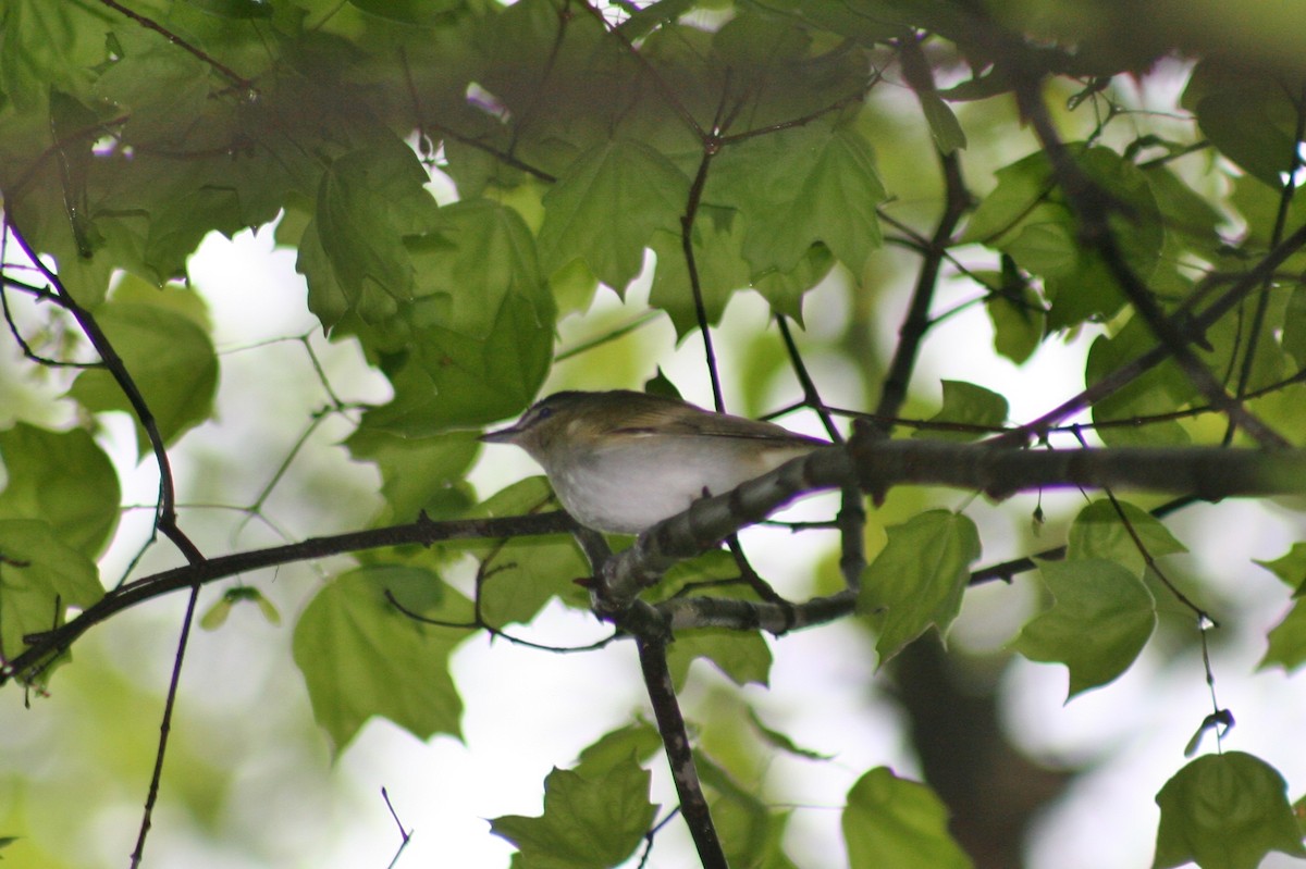 Red-eyed Vireo - ML139145541