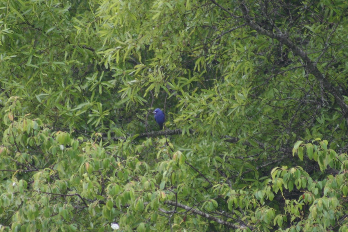 Blue Grosbeak - ML139145861